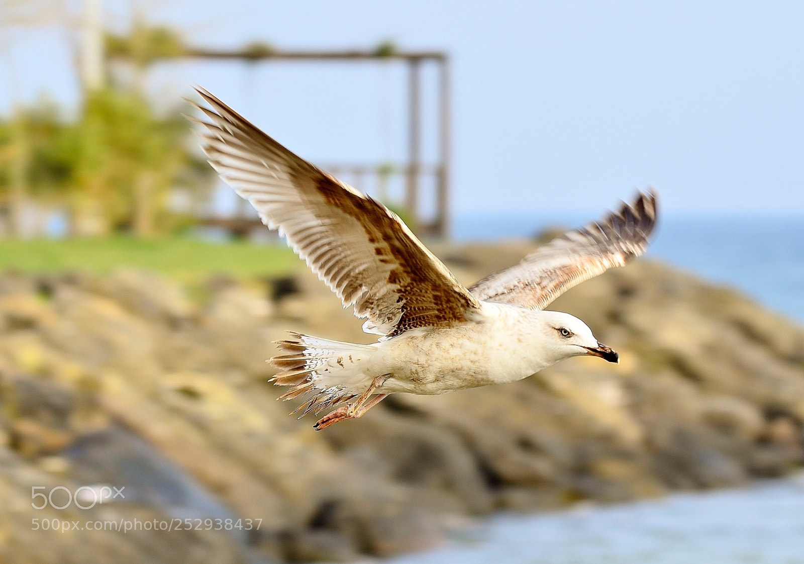 Nikon D7000 sample photo. Seagull in flight photography