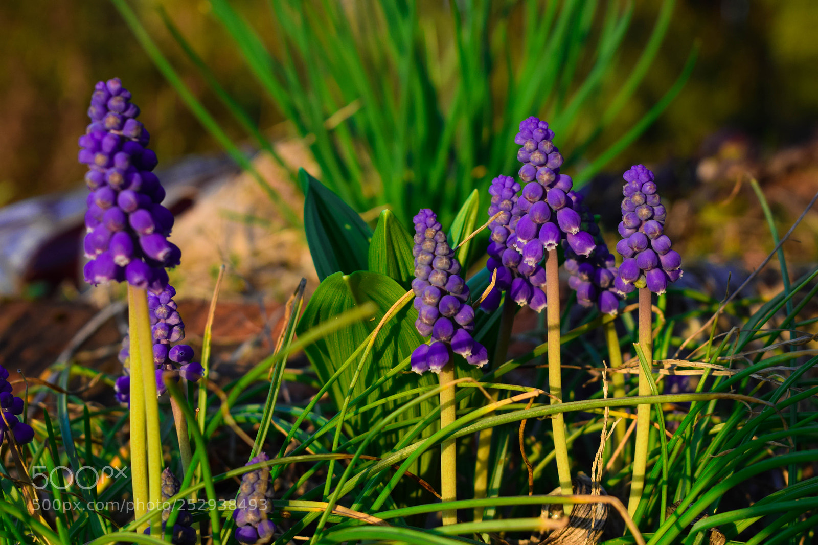 Nikon D3300 sample photo. Flowers in my garden photography