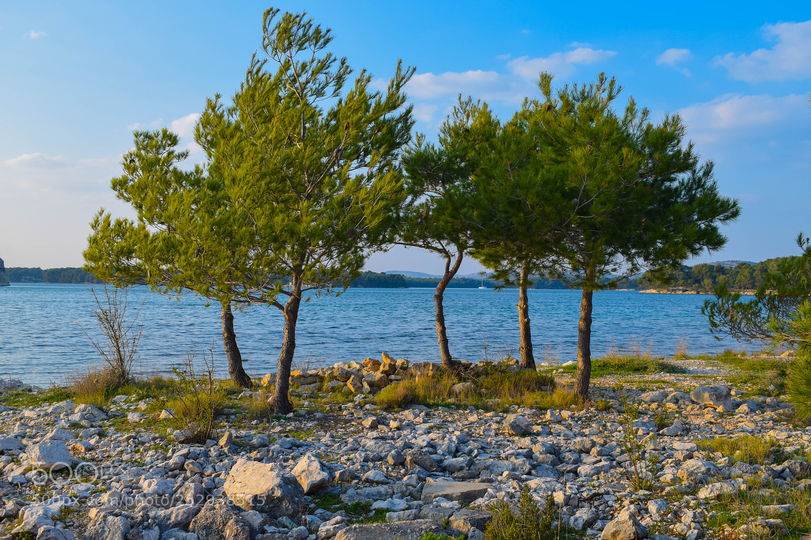 Nikon D3300 sample photo. Trees next to the photography