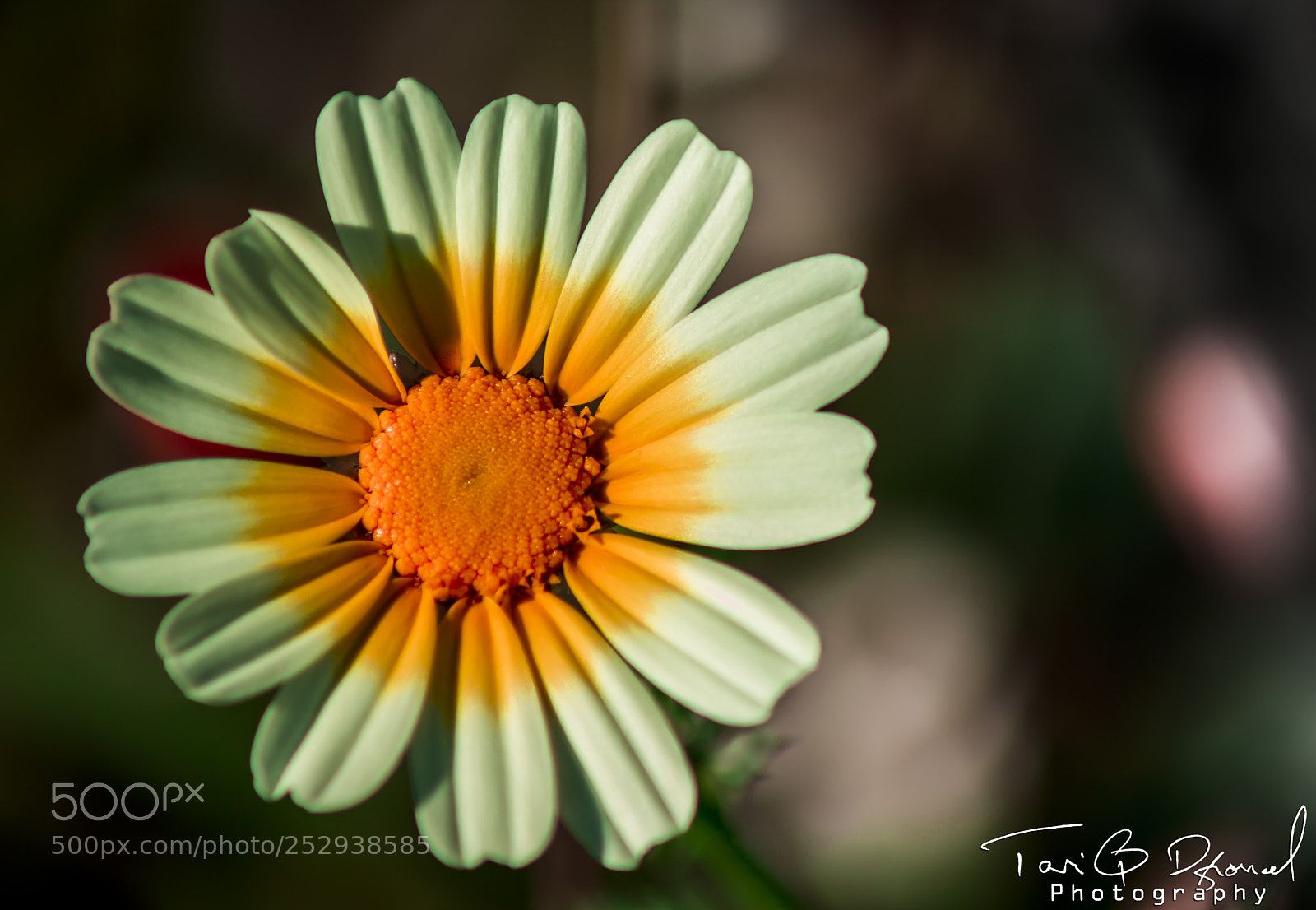 Canon EOS 700D (EOS Rebel T5i / EOS Kiss X7i) sample photo. Flower photography