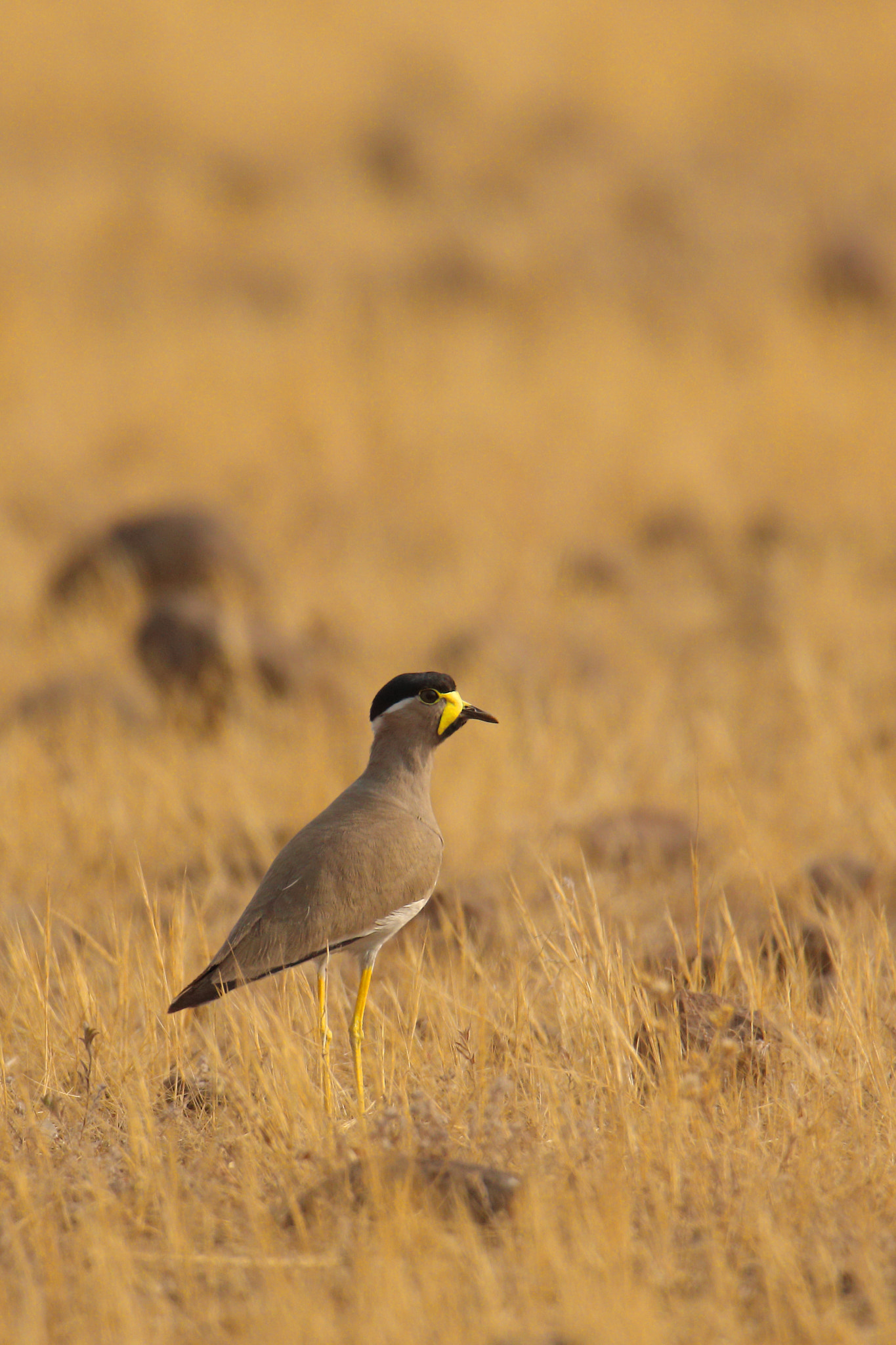 Canon EOS 70D + Canon EF 100-400mm F4.5-5.6L IS II USM sample photo. Yellow wattled lapwing photography