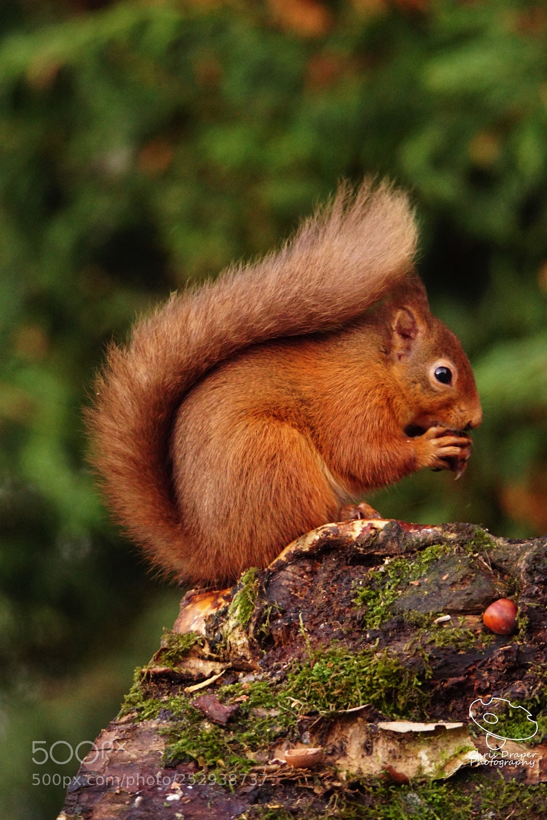 Sony ILCA-77M2 sample photo. Red squirrel photography