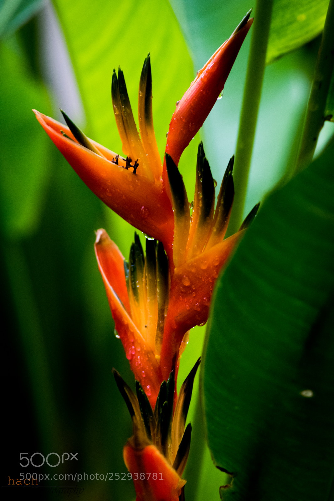 Nikon D5500 sample photo. Bathed in rain. photography