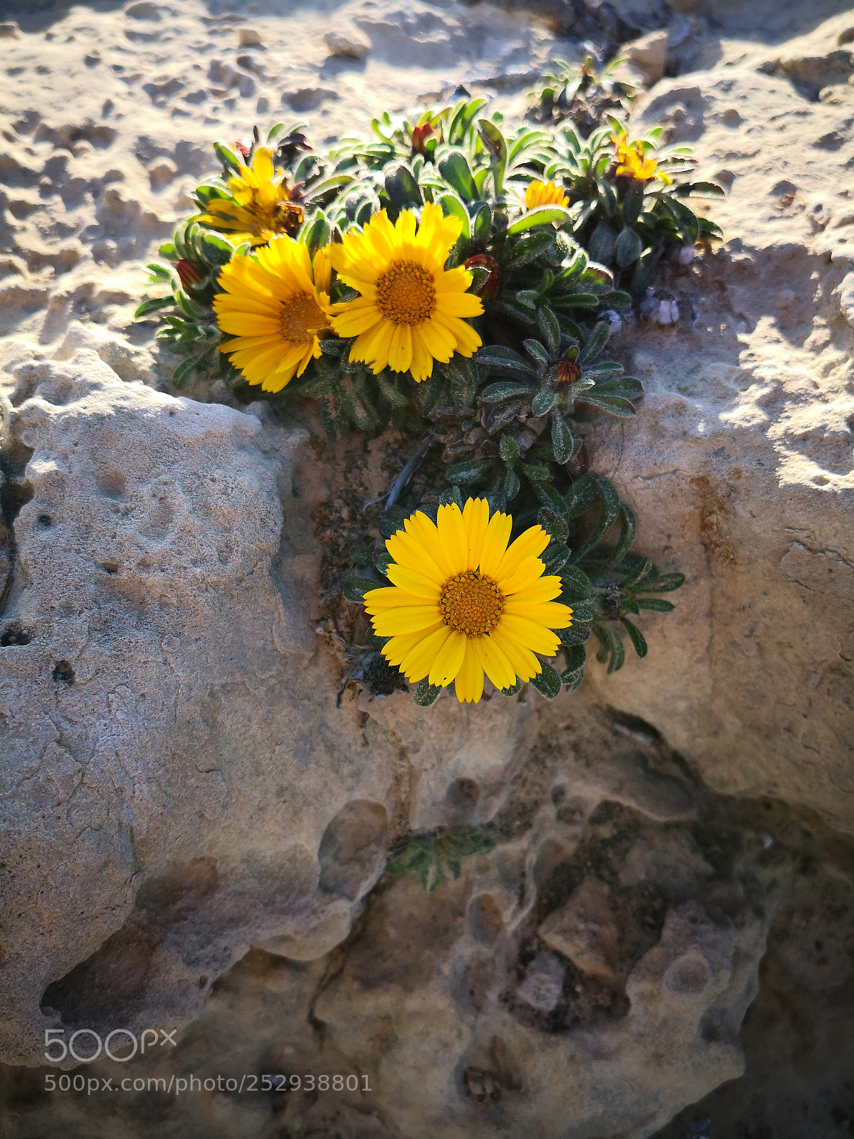 HUAWEI Mate 10 sample photo. Untitled photography
