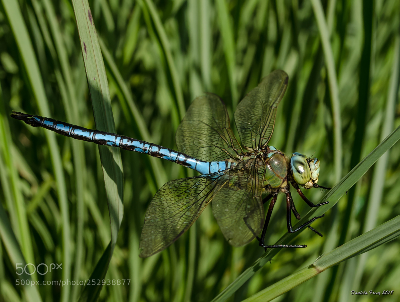 Nikon D5100 sample photo. Libelle(blaue jungfer) photography