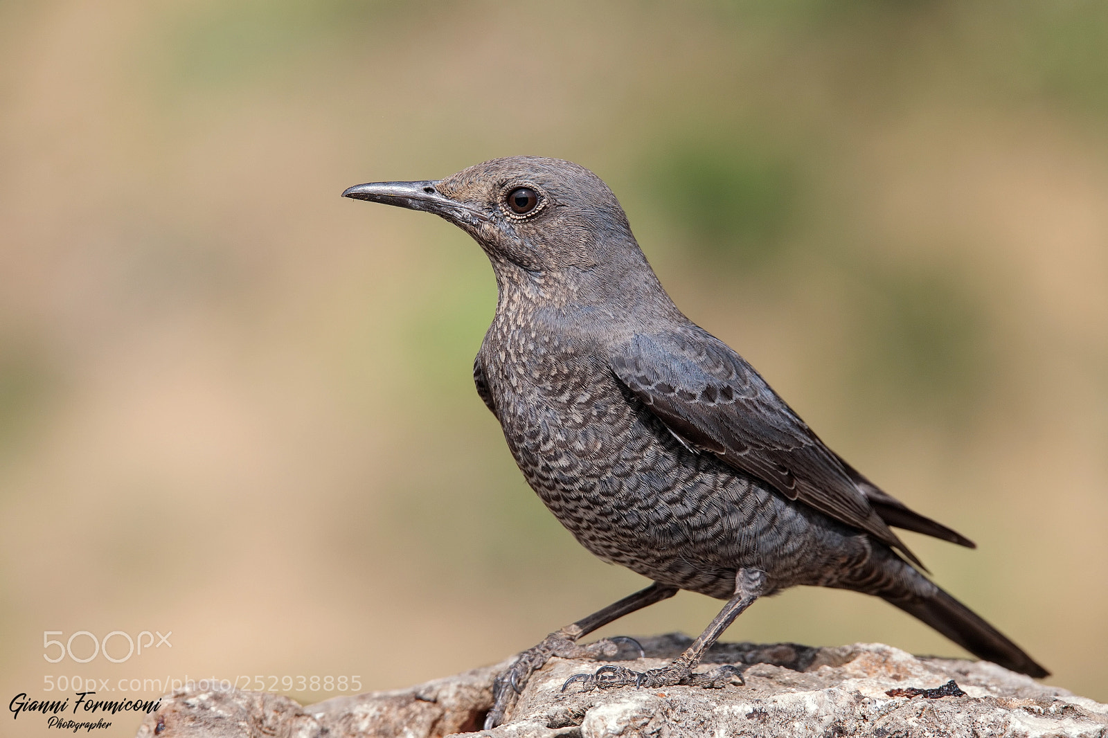 Canon EOS 5D Mark IV sample photo. Female blue rock thrush photography