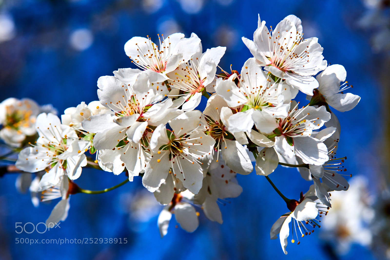 Fujifilm X-T20 sample photo. Allegra comitiva...... photography