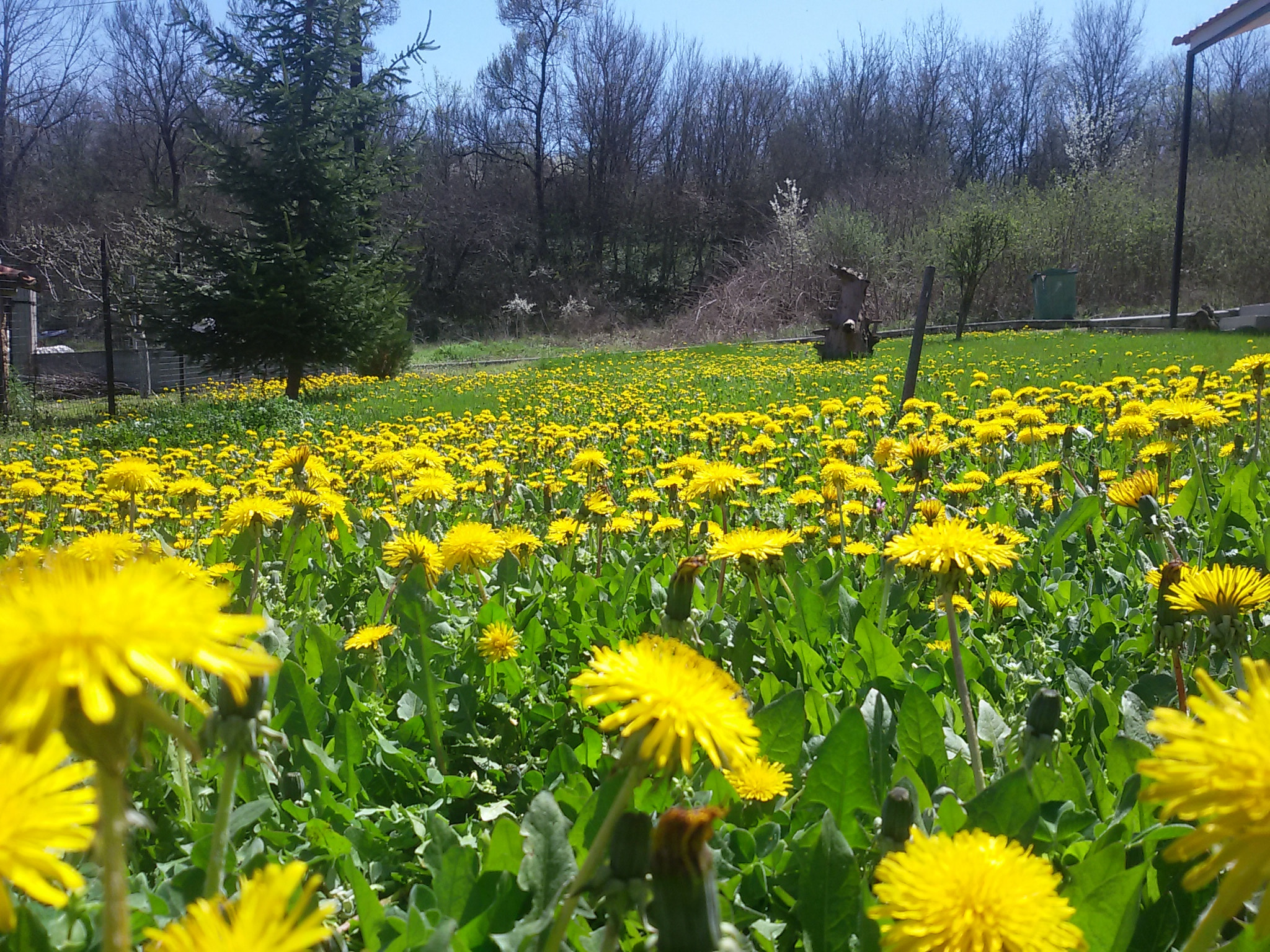 Samsung Galaxy S3 Neo sample photo. Spring is here. photography