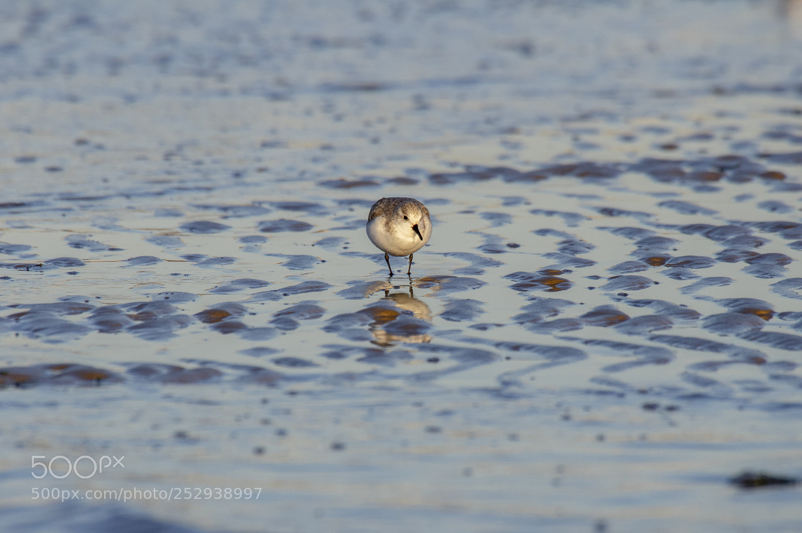 Pentax K-3 sample photo. Sanderling - minnis bay photography