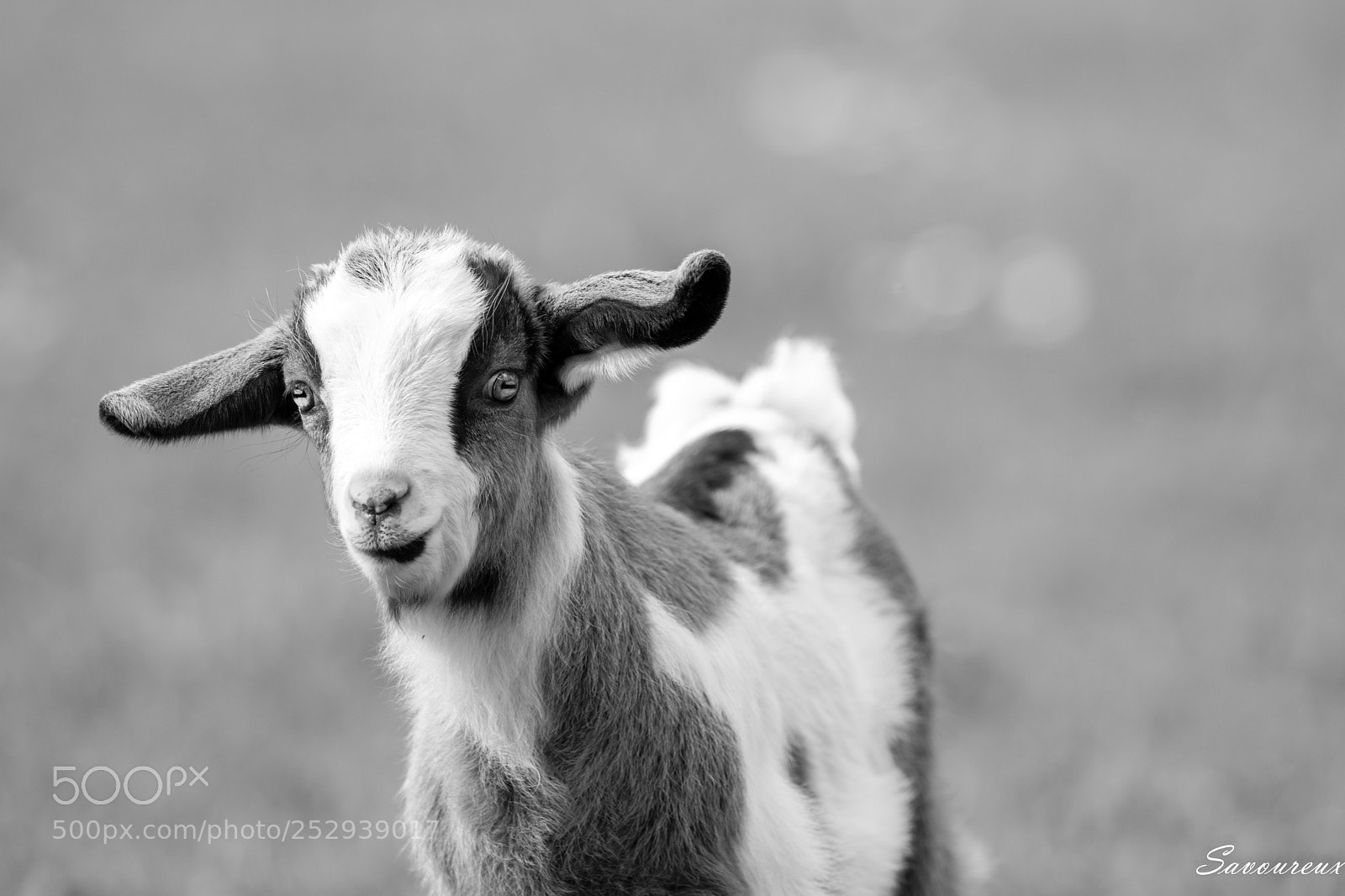Nikon D5500 sample photo. Fripouille photography