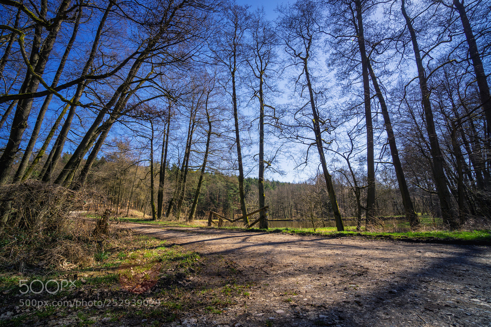Sony a6000 sample photo. Forest view to the photography