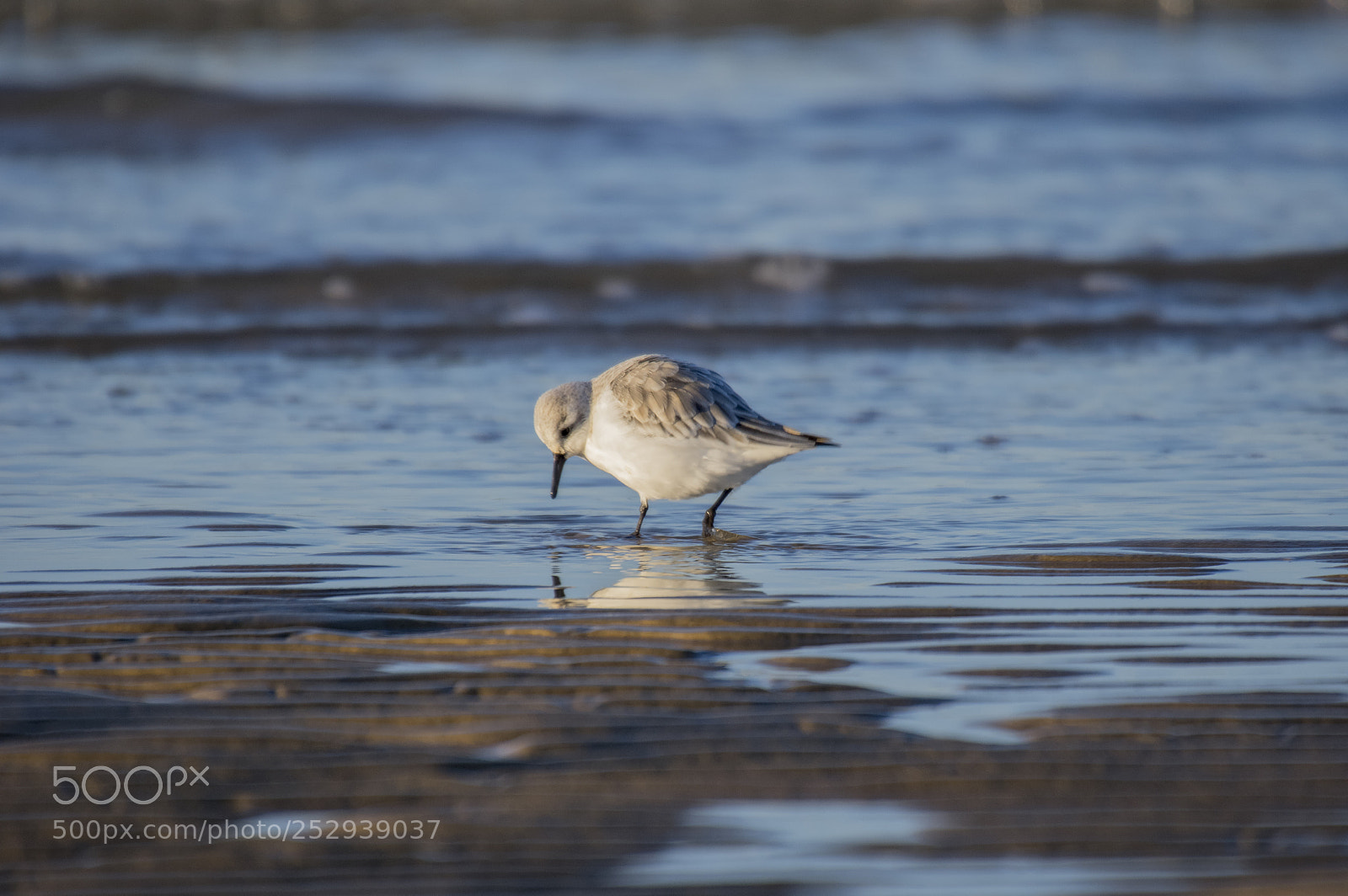 Pentax K-3 sample photo. Sanderling - minnis bay photography