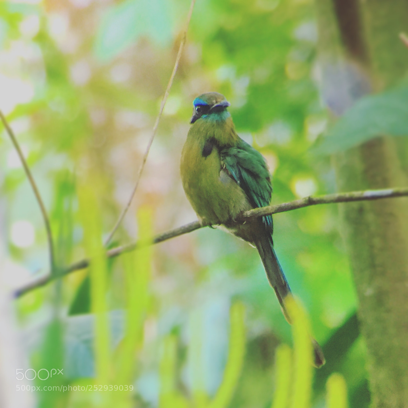 Apple iPhone 6 Plus sample photo. Keel
billed motmot photography