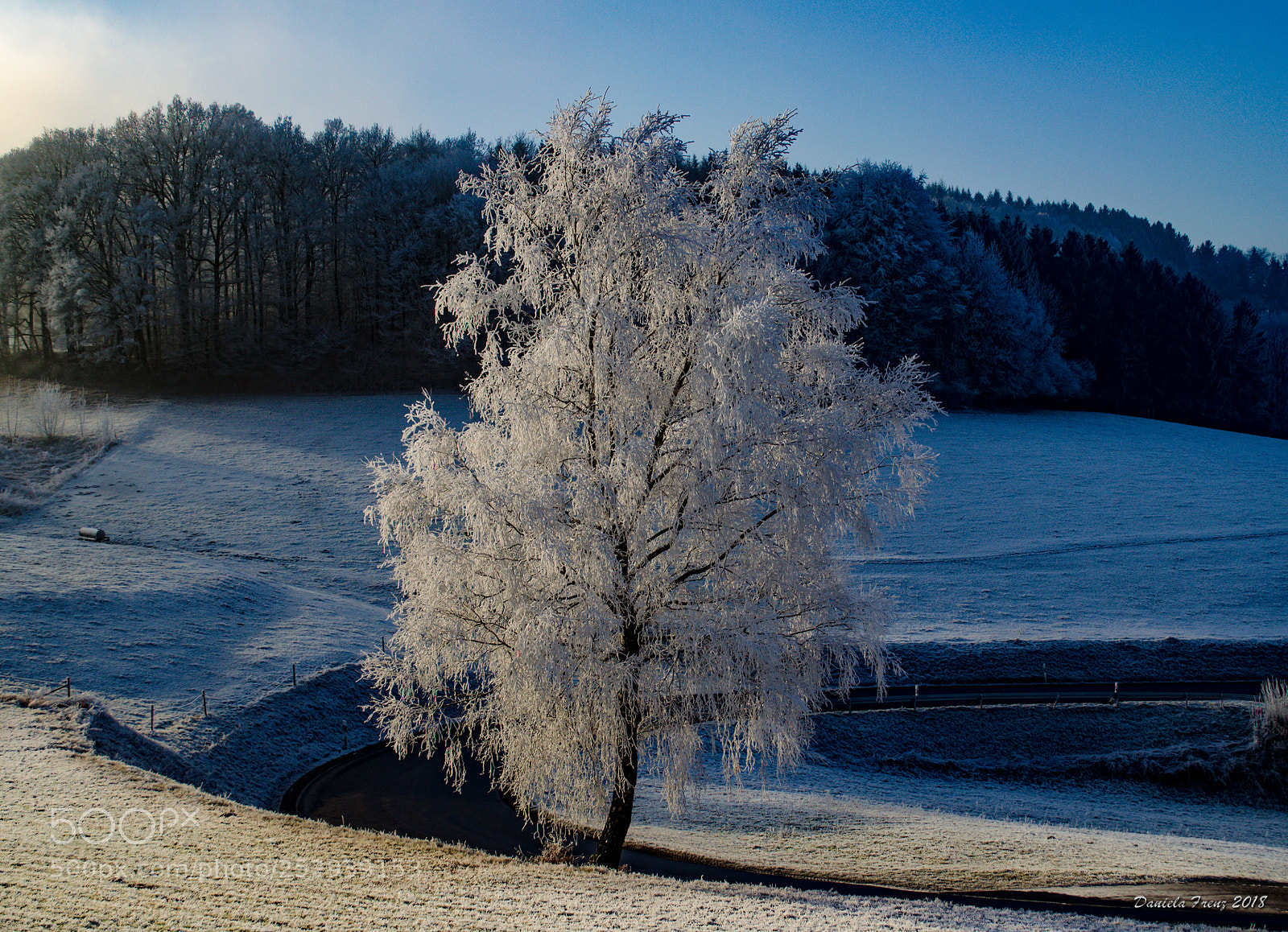 Nikon D5100 sample photo. Raureif am morgen photography