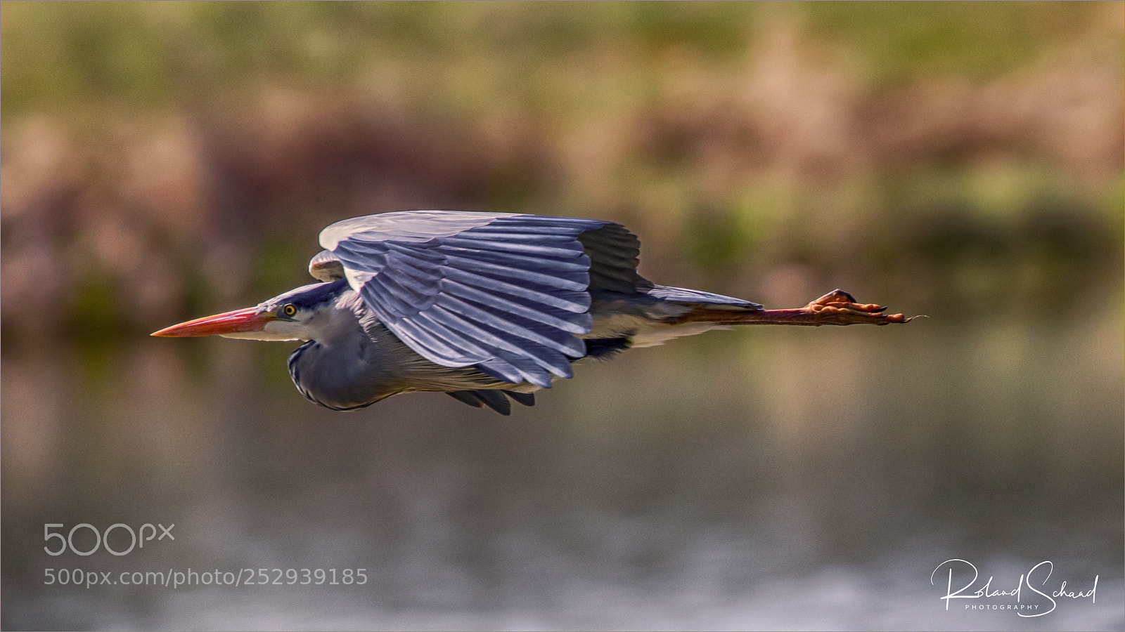 Canon EOS 7D Mark II sample photo. Gray heron in flight photography