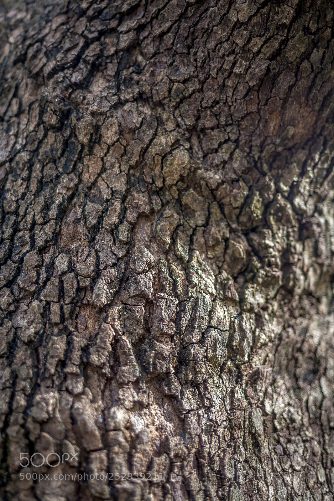 Canon EOS 5D Mark II sample photo. Kalopanagiotis, nicosia photography