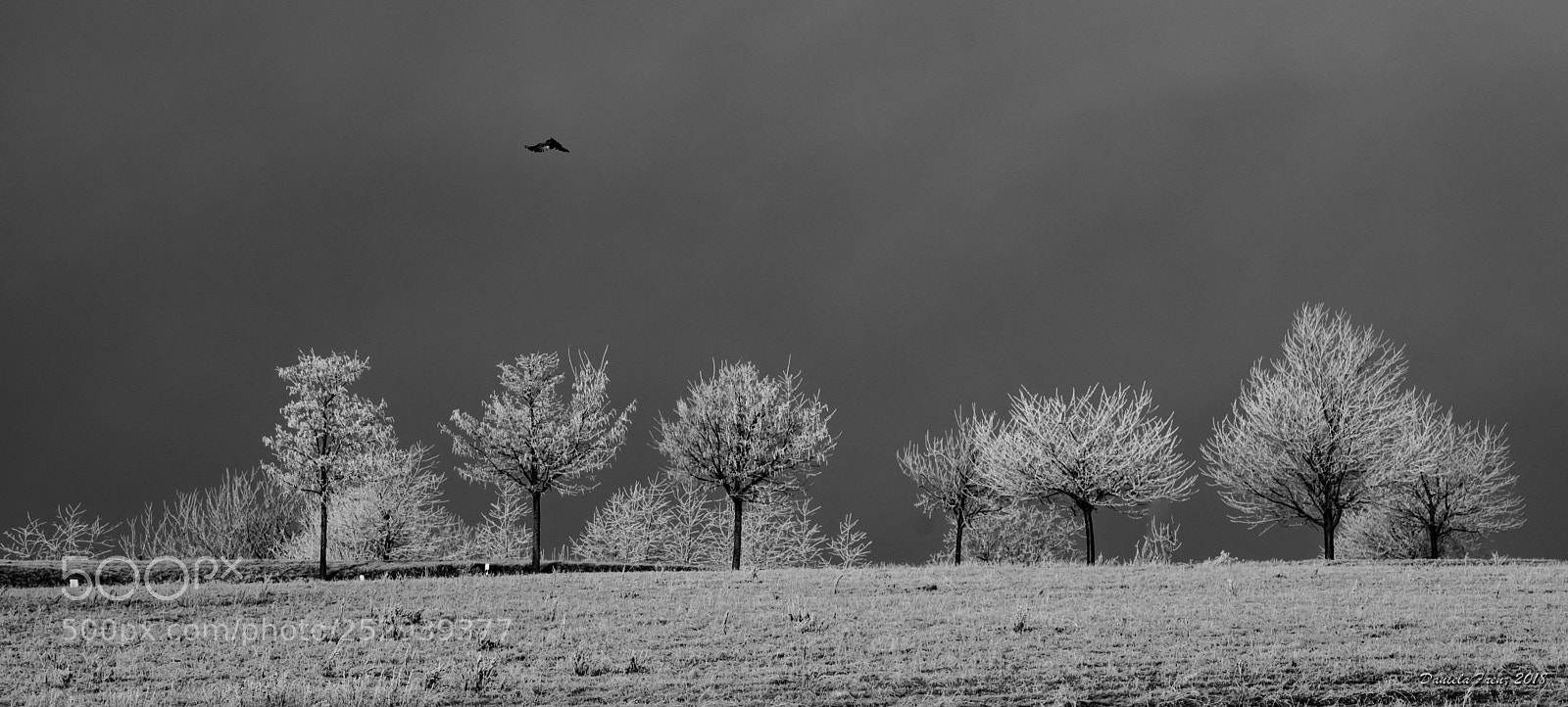 Nikon D5100 sample photo. Bäume im raureif photography