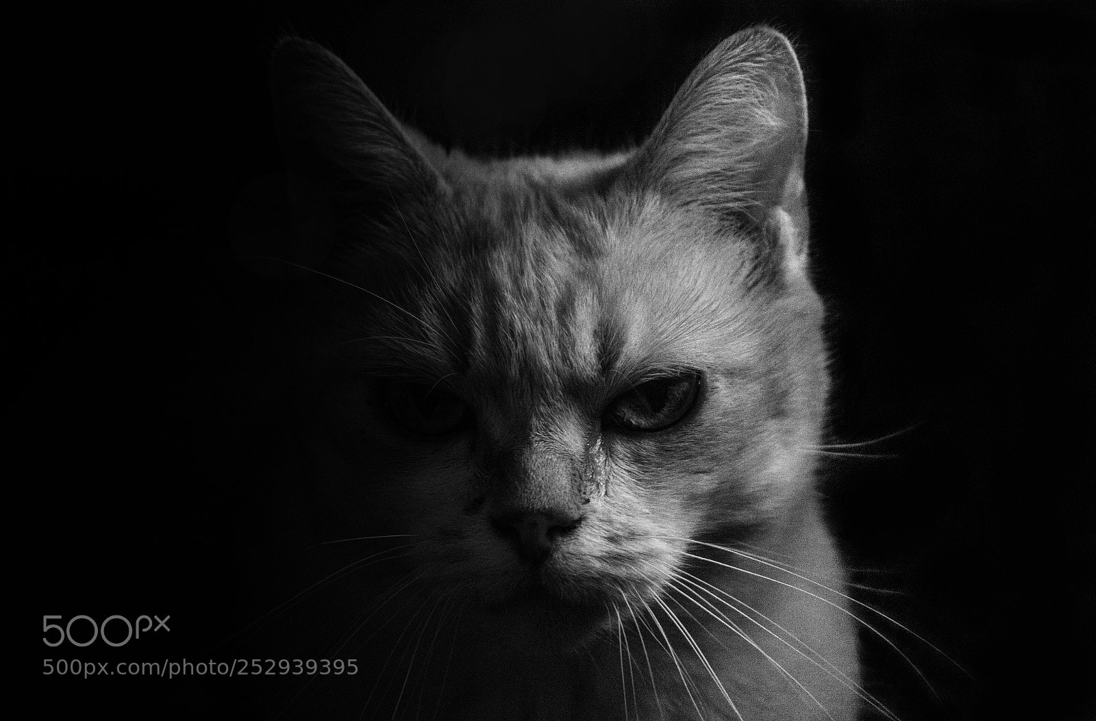 Canon EOS 1300D (EOS Rebel T6 / EOS Kiss X80) sample photo. Darkest cat photography