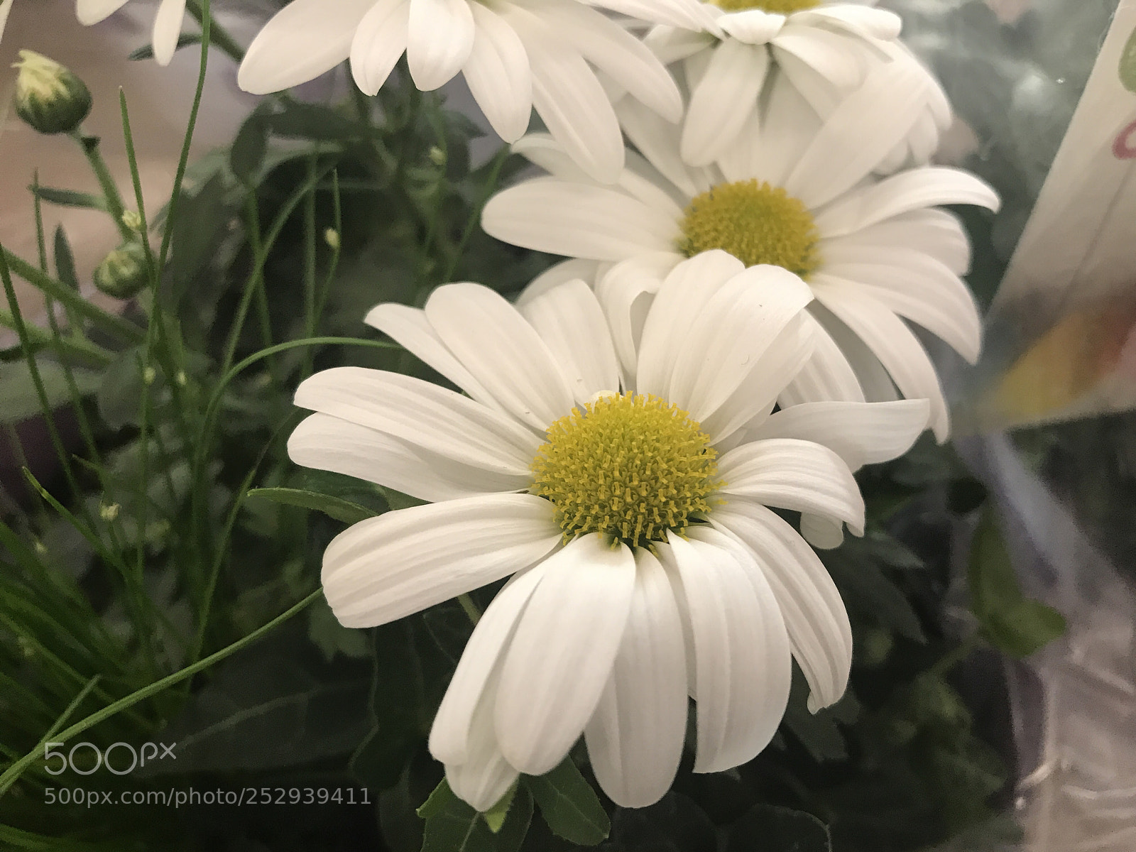 Apple iPhone 7 Plus sample photo. White flowers photography