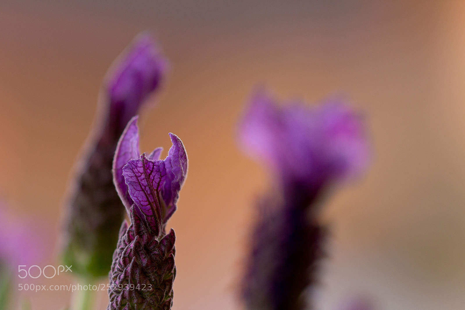Canon EOS 60D sample photo. Lavender photography
