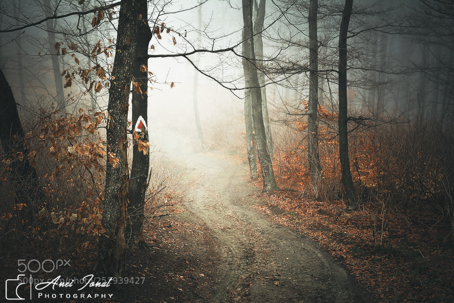Nikon D7100 sample photo. Foggy trails photography