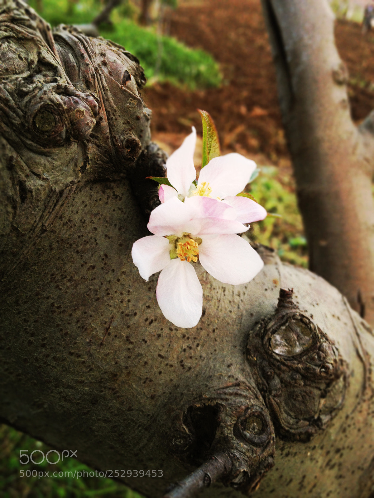 Apple iPhone 4S sample photo. Flower on tree photography