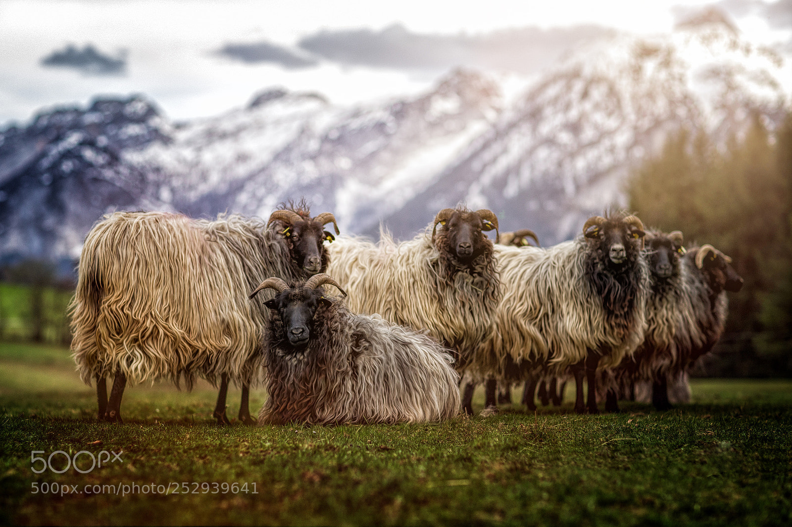 Canon EOS-1D X sample photo. Sheeps photography