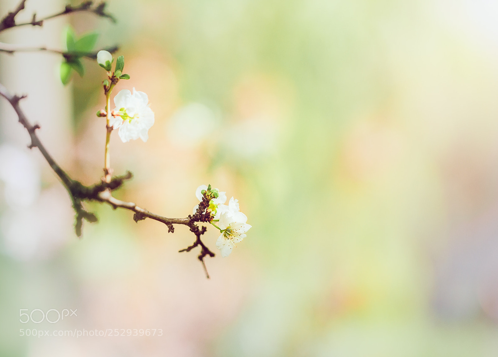 Canon EOS 5D Mark II sample photo. Ciruelo dream photography