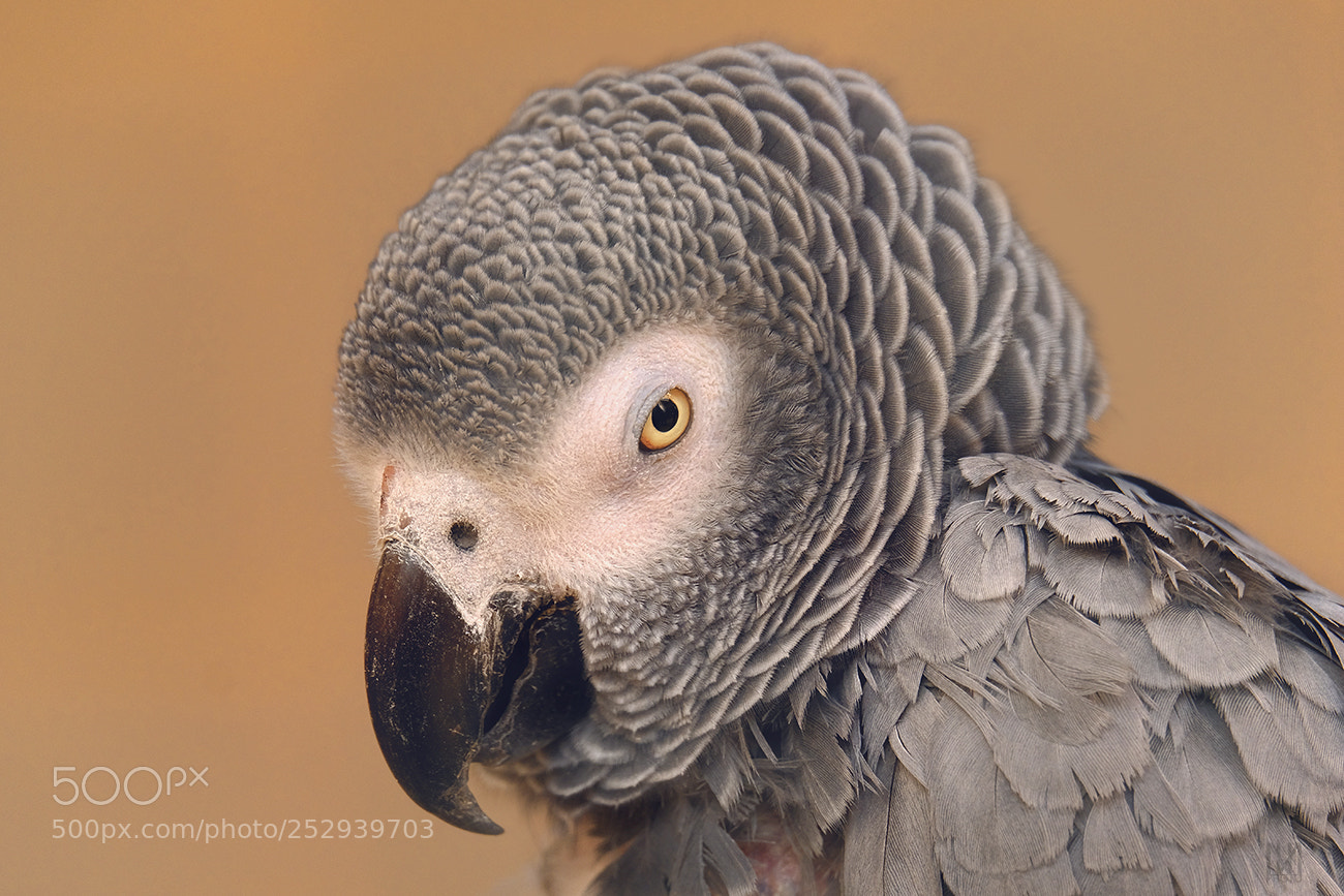Fujifilm X-T20 sample photo. Parrot photography