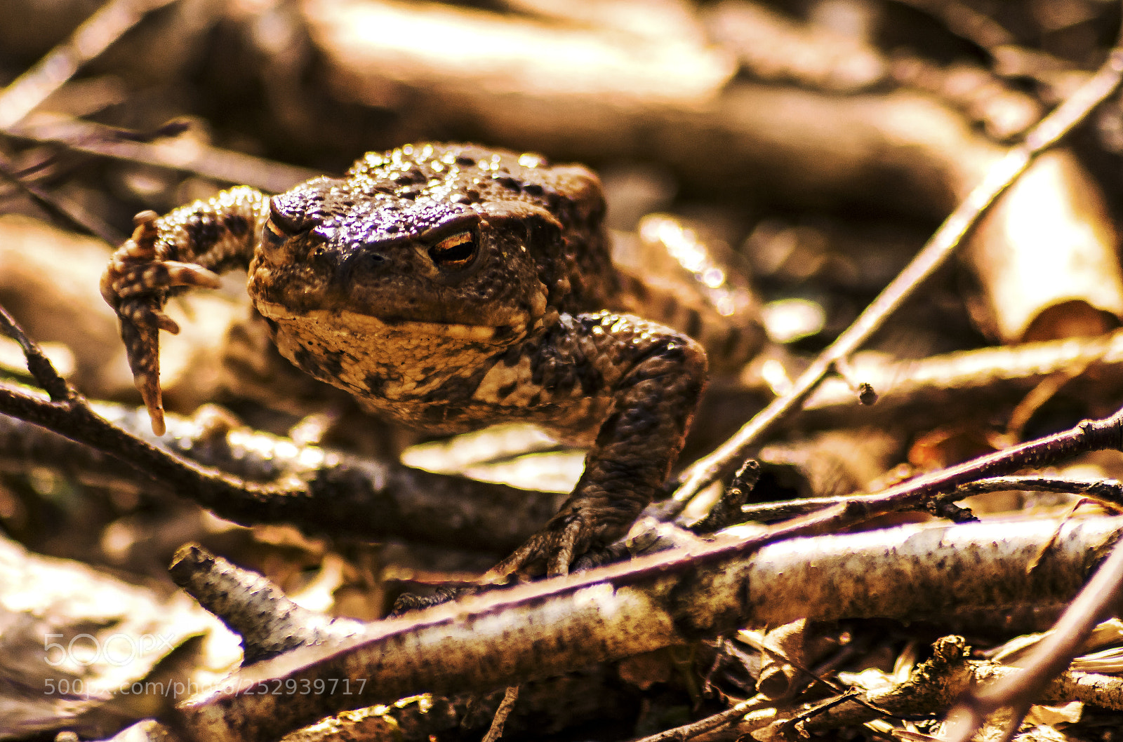 Canon EOS 750D (EOS Rebel T6i / EOS Kiss X8i) sample photo. The frog in the photography
