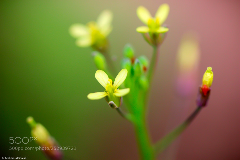 Canon EOS 70D sample photo. Vibrant photography