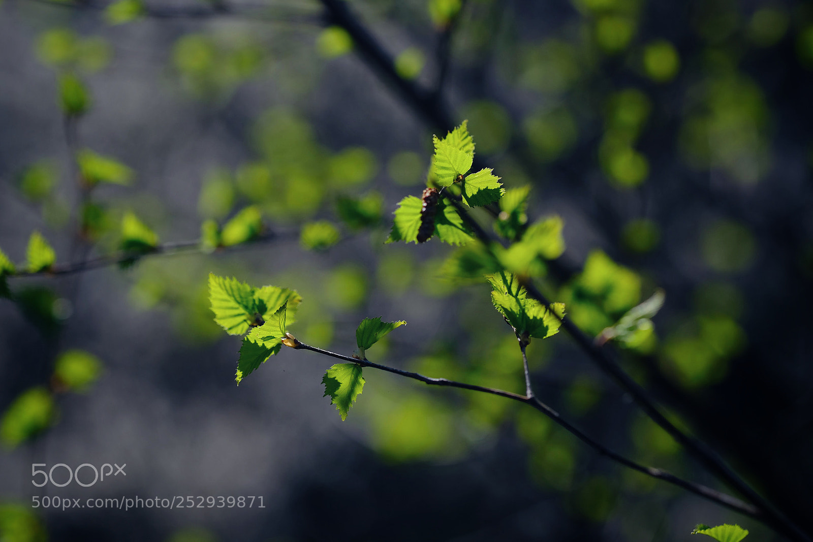 Fujifilm X-E3 sample photo. Green photography