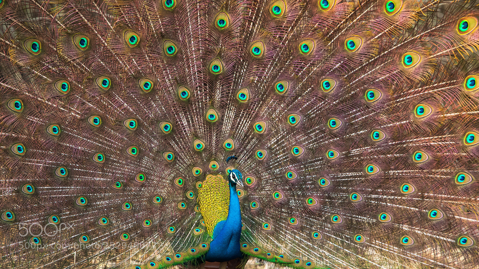 Canon EOS 5D Mark IV sample photo. Peacock... photography