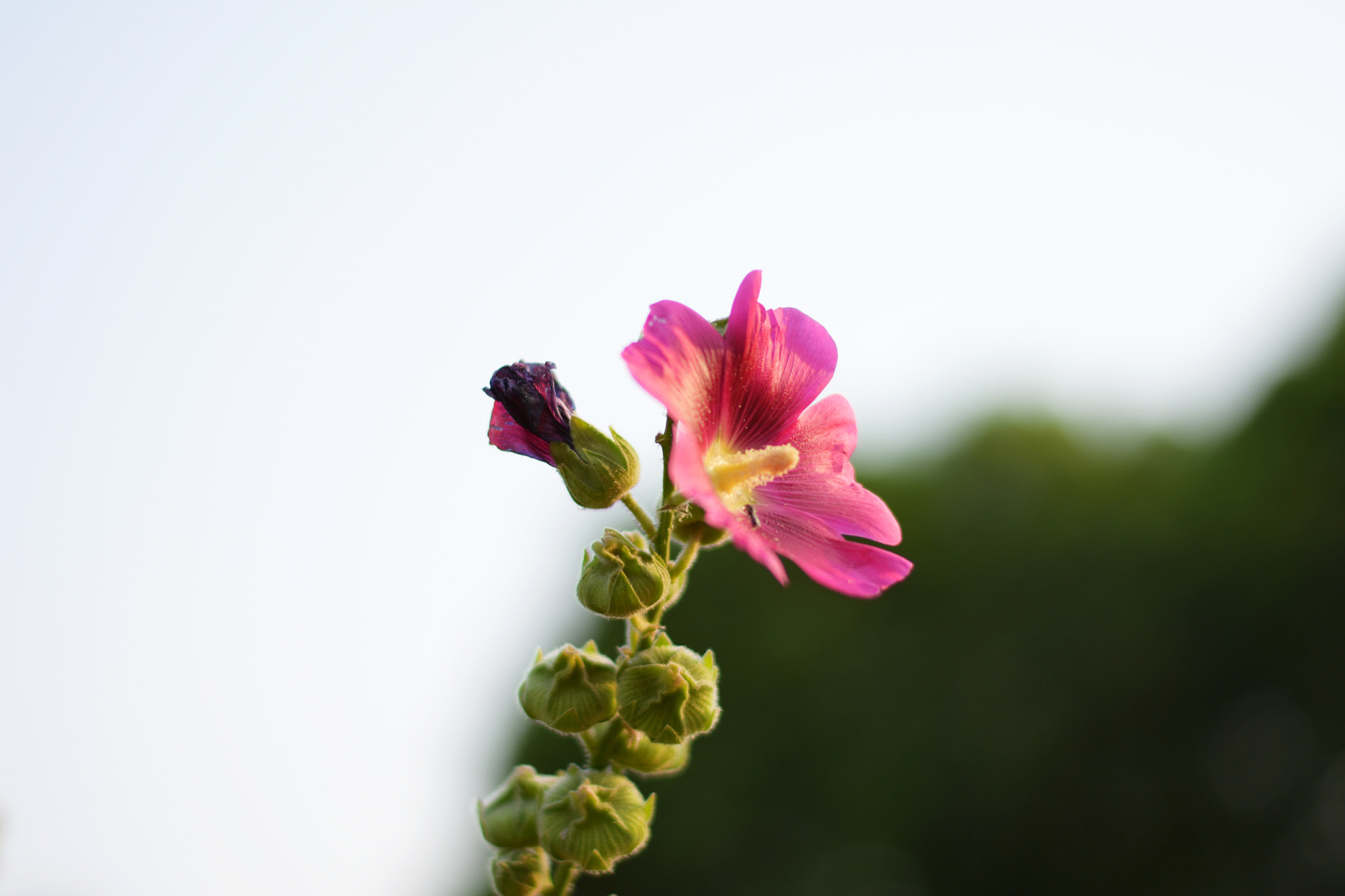 Nikon D7200 + Nikon AF-S Nikkor 50mm F1.8G sample photo
