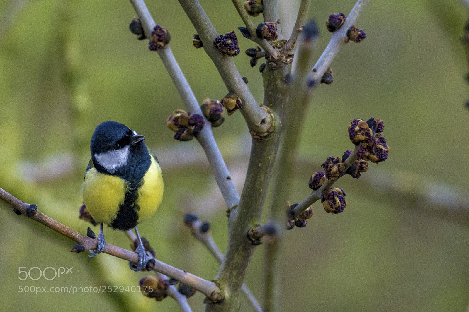 Nikon D7100 sample photo. Green-backed tit (parus monticolus) photography