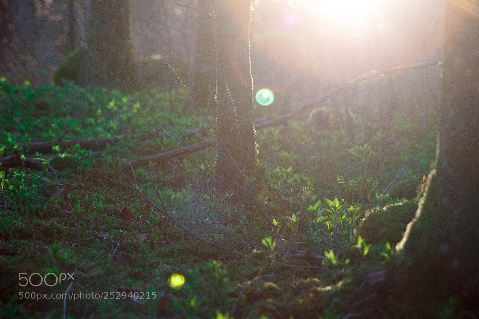 Canon EOS 100D (EOS Rebel SL1 / EOS Kiss X7) sample photo. Forest lensflare photography