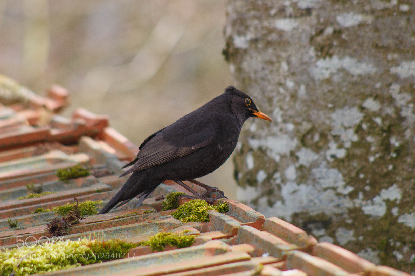 Canon EOS 100D (EOS Rebel SL1 / EOS Kiss X7) sample photo. Blackbird photography