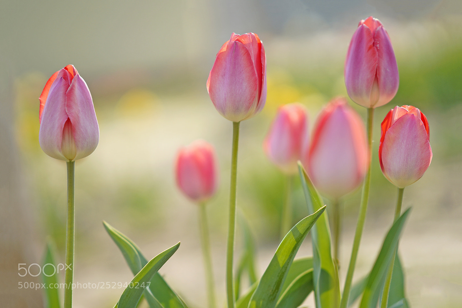 Sony a7R III sample photo. Tulip photography