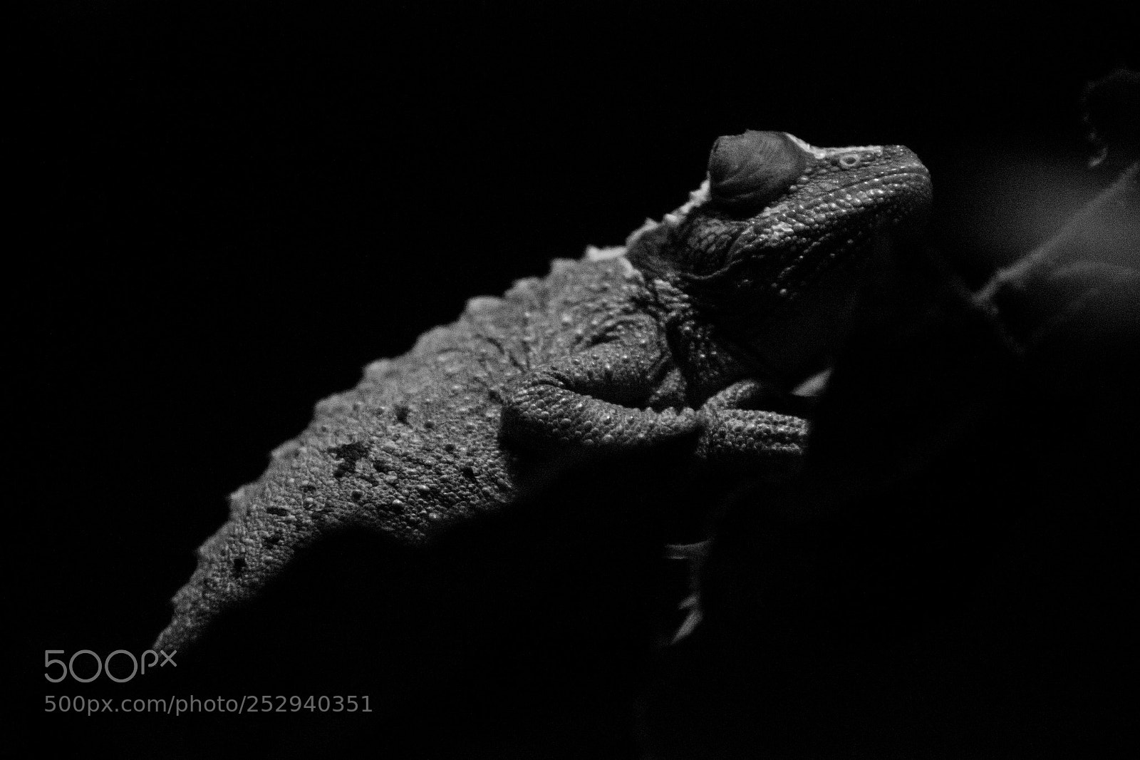 Canon EOS 550D (EOS Rebel T2i / EOS Kiss X4) sample photo. Chameleon photography