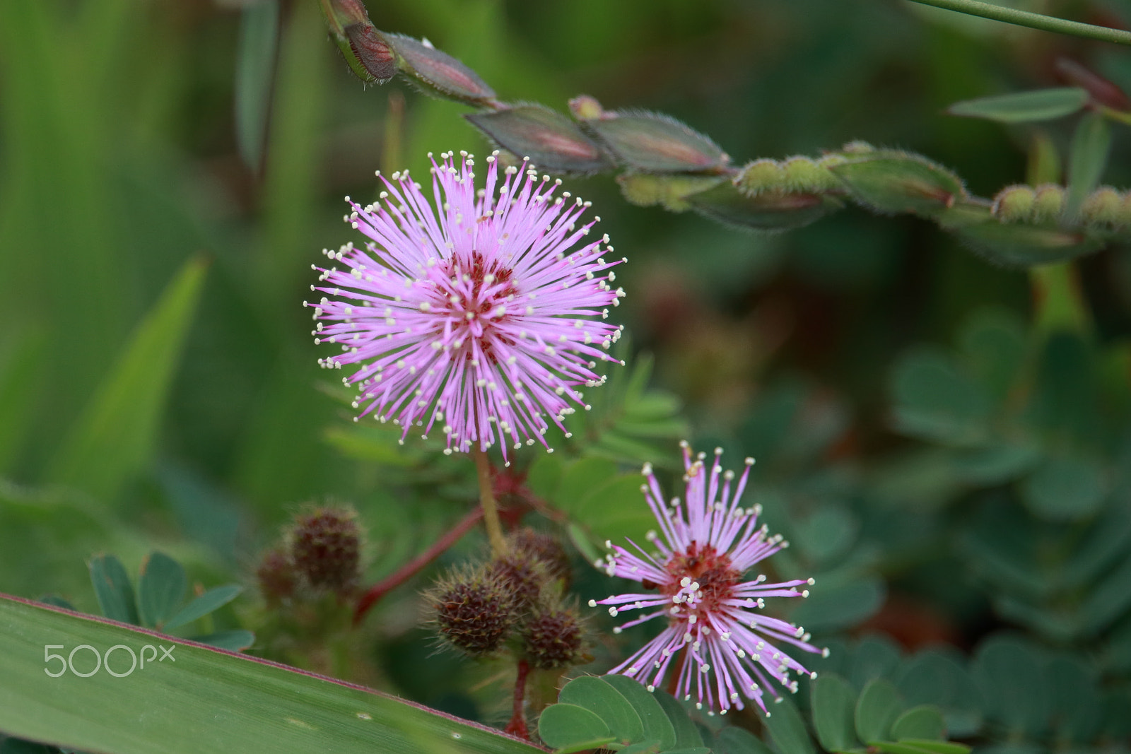 Canon EF-S 55-250mm F4-5.6 IS STM sample photo. Mimosa pudica photography