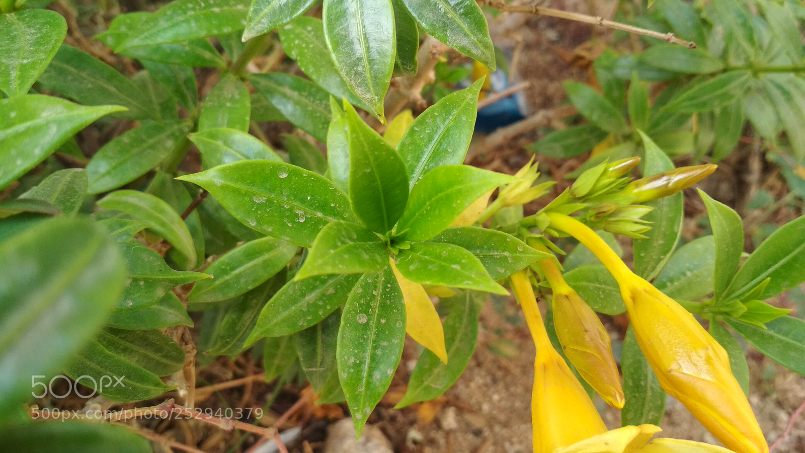 Xiaomi Redmi 4X sample photo. Leaf of stella d' photography