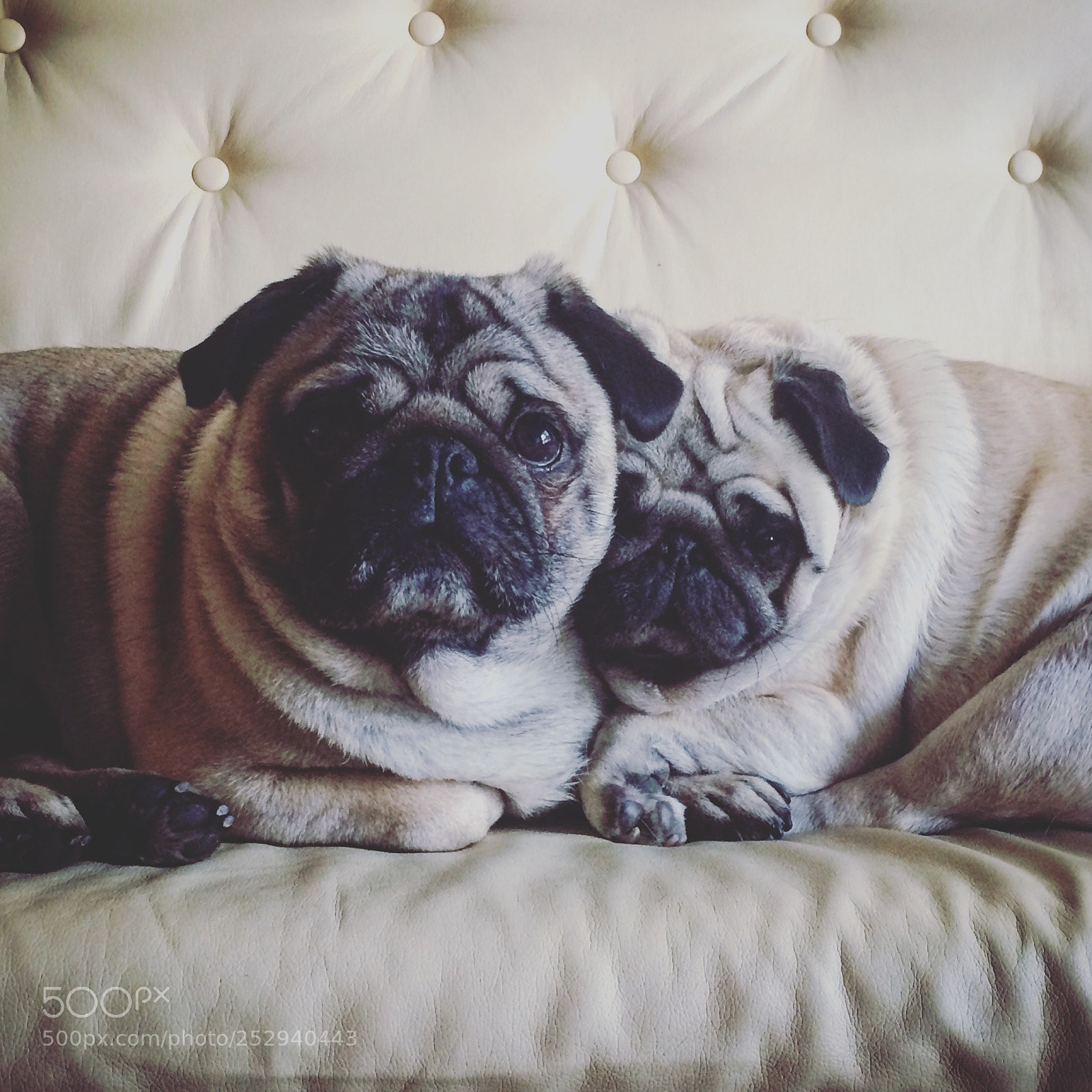 Apple iPhone 5s sample photo. Alfie and molly photography