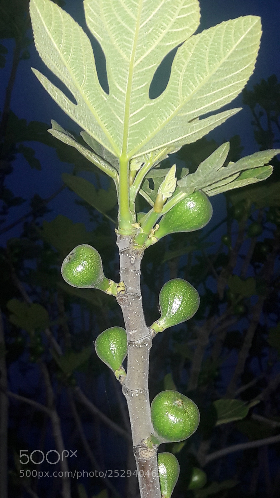 Samsung Galaxy A5(2016) sample photo. Untitled photography