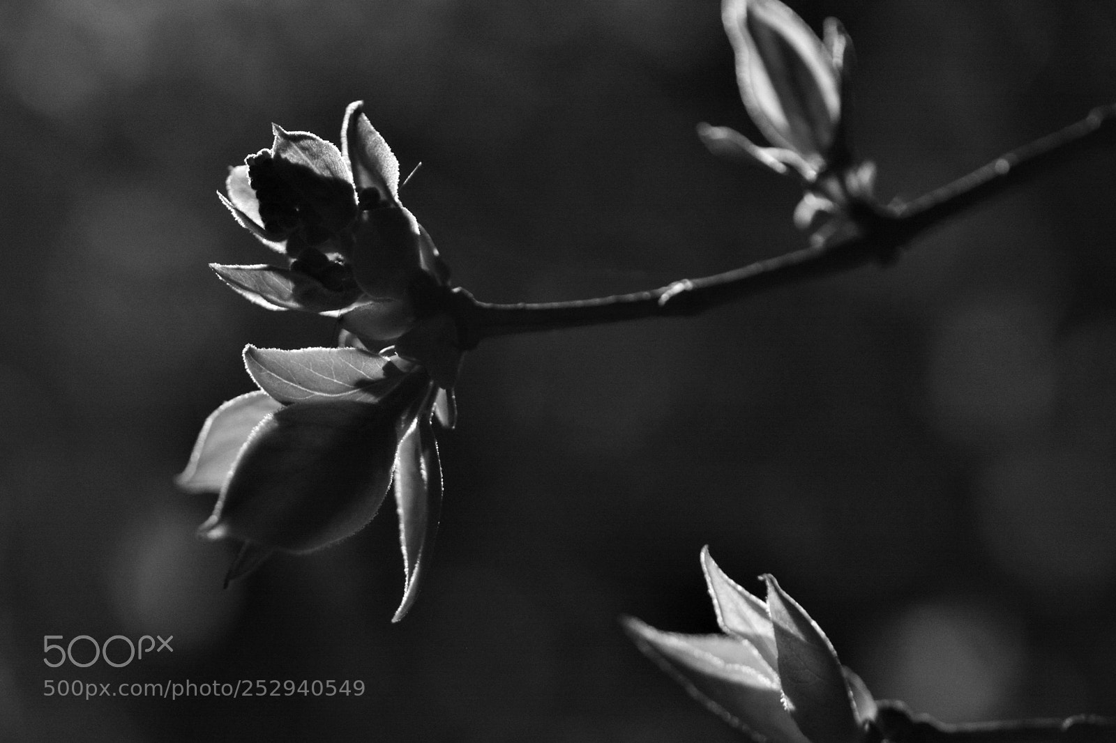 Nikon D7100 sample photo. La clart de la photography