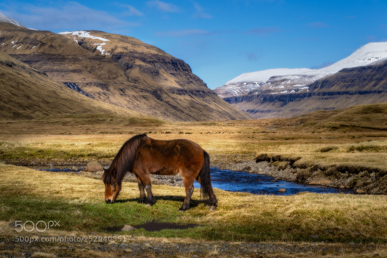 Nikon D3100 sample photo. Faroese horse. photography
