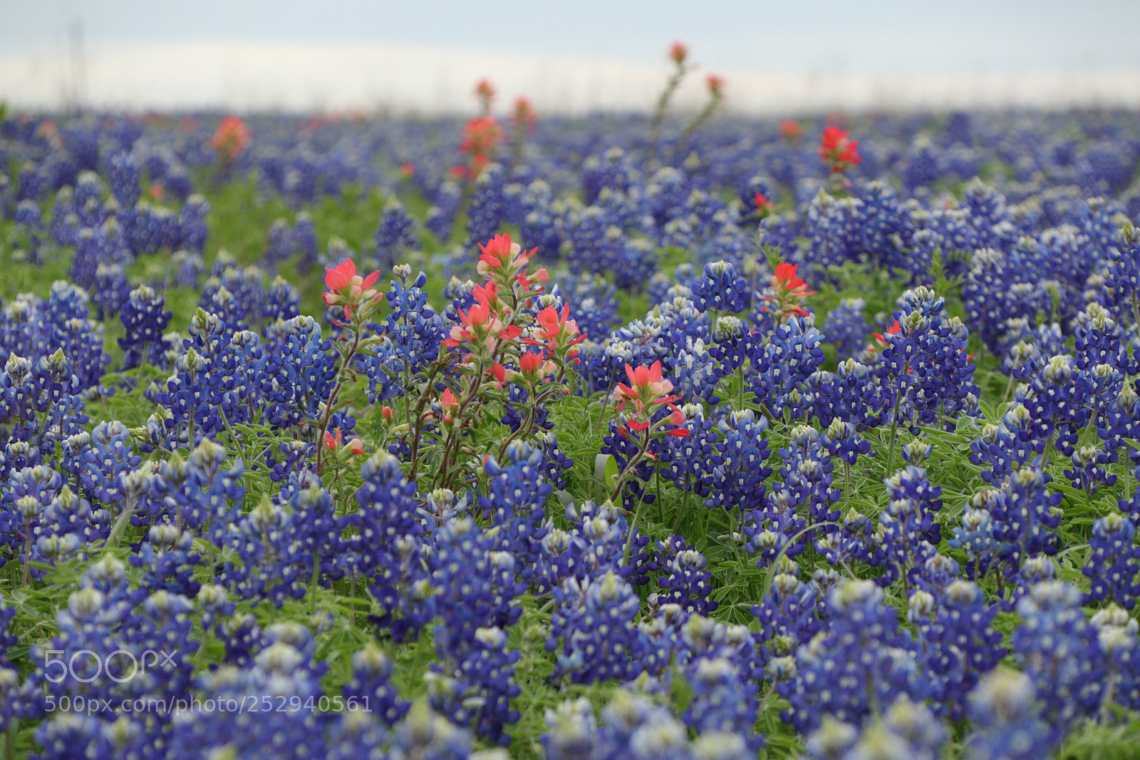 Canon EOS M5 sample photo. Texas bluebonnets photography