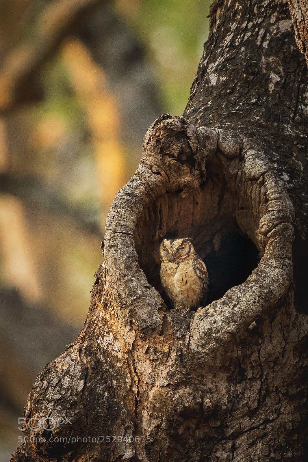 Canon EOS 5D Mark IV sample photo. Owl home... photography