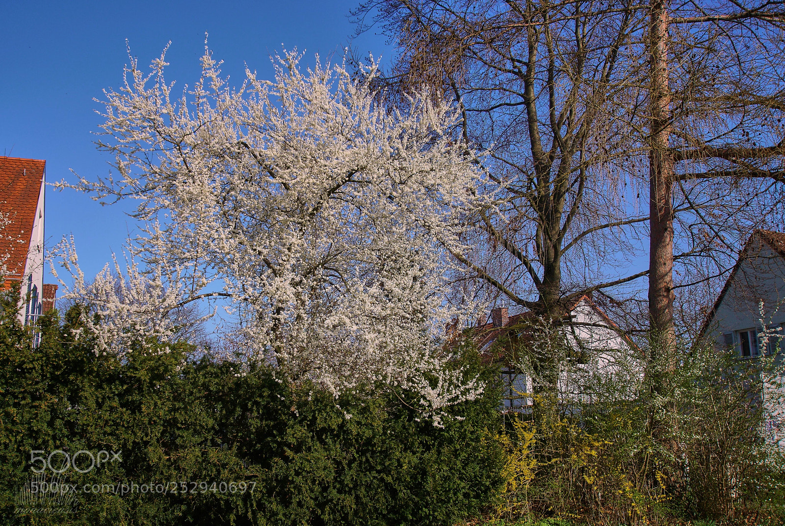 Sony ILCA-77M2 sample photo. The loud tree photography