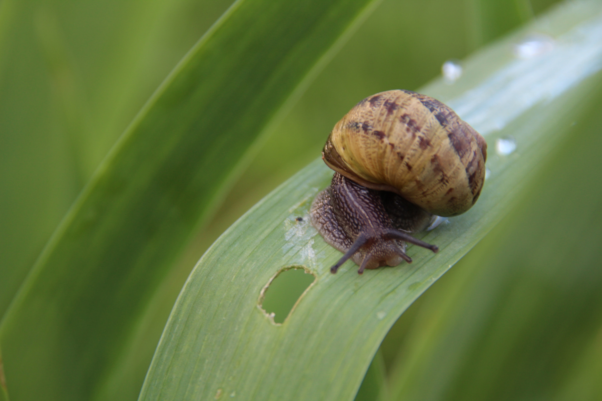 Canon EOS 1300D (EOS Rebel T6 / EOS Kiss X80) sample photo. Snail photography