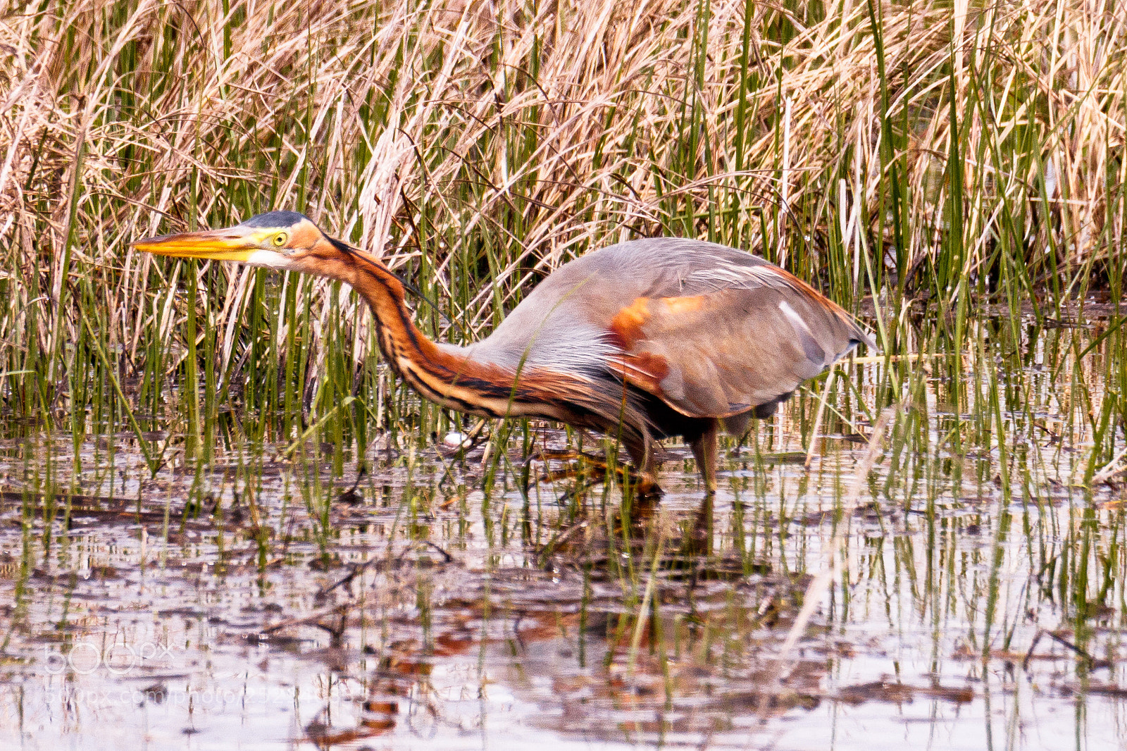 Canon EOS 80D sample photo. Purple heron photography